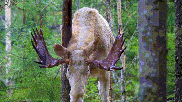 Animated GIF: moose white eyebleach.