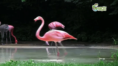 Flamingo GIF - Find on GIFER