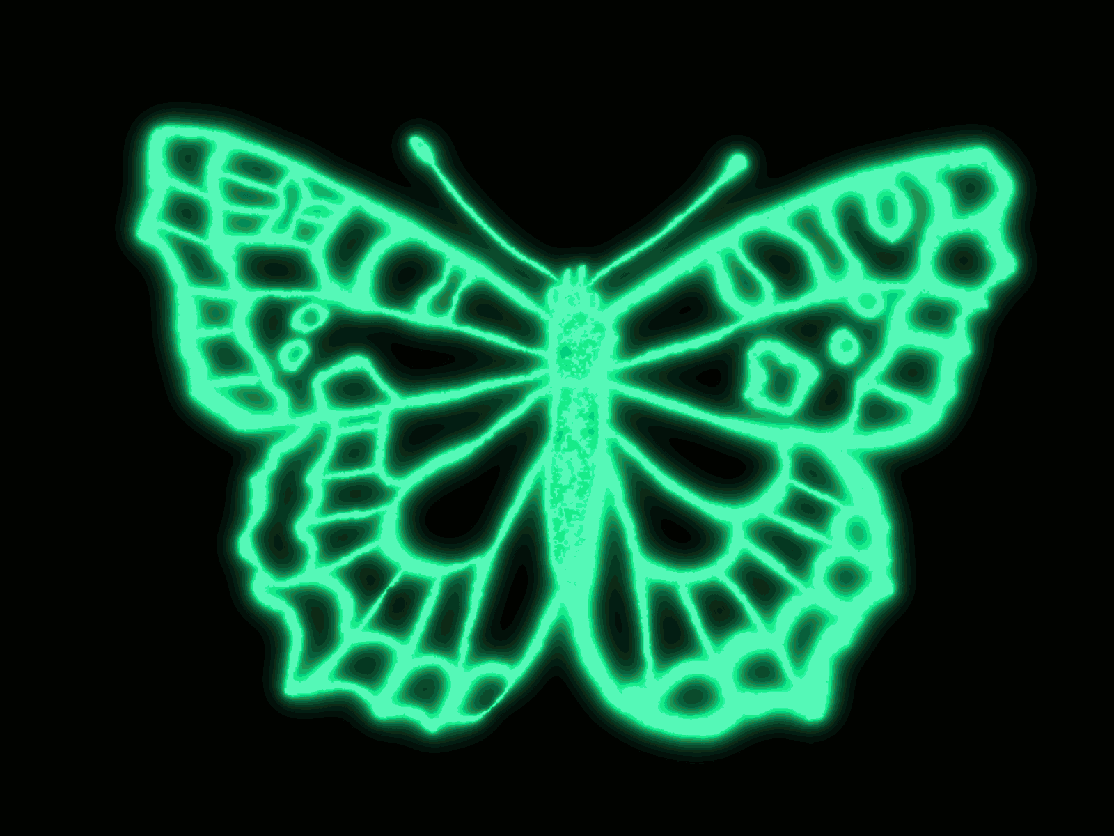 Живые обои на телефон двигающиеся без регистрации. Бабочки. Аватар бабочка. Неоновая бабочка на прозрачном фоне. Красивые Неоновые бабочки.