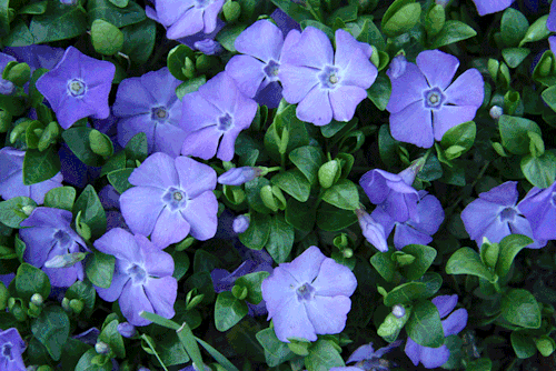 GIF spring flowers artists on tumblr glitch , animated GIF