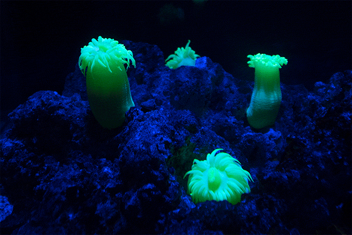 Кишечнополостные водоросли. Коралловые полипы актинии. Актиния Кишечнополостные. Коралловые полипы Кишечнополостные. Губка актиния.