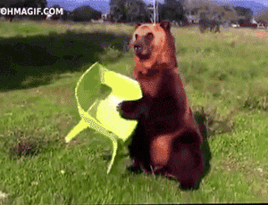 GIF bear sit oso - animated GIF on GIFER - by Gavikelv