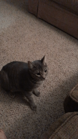 GIF cat plays fetch , animated GIF on GIFER