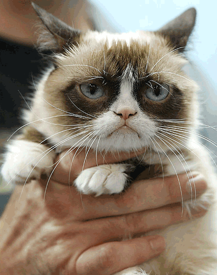 GIF grumpy cat grumpy i love it - animated GIF on GIFER - by Hugas