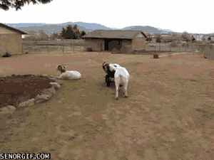 Adios goat goodbye GIF on GIFER - by Mazular