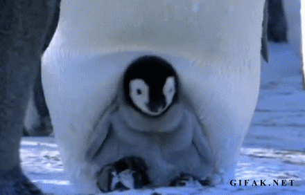 Penguins Baby Penguin Gif On Gifer By Bagamand