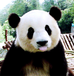 Animais Tiere Giant Panda Gif On Gifer By Zurr