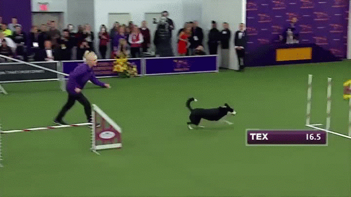 dog running obstacle course