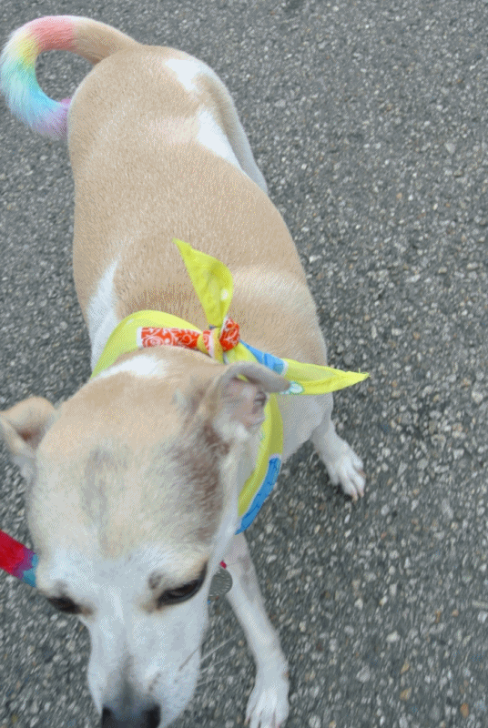 Grooming GIF Find on GIFER