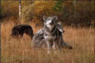 Lobo sentado animal GIF en GIFER - de Mezimi