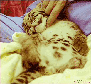 Animated GIF baby, leopards, share or download.