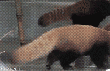 Forstyrre Onset side Red panda baby wtf GIF on GIFER - by Thorgath