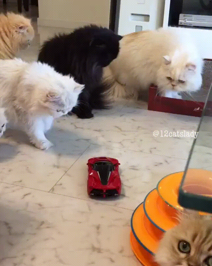 Прикольные гиф с котом, мужчин марта