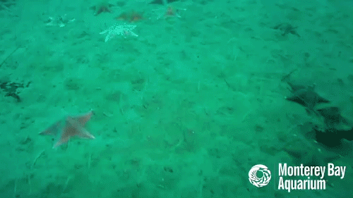 Stars Ocean Sea Gif On Gifer By Cererdana Animated Gif Stars Ocean Sea Share Or Asteroidea Starfish