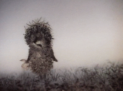 GIF porcupine weirdo - animated GIF on GIFER - by JoJonris