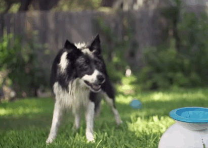 Fetch GIF - Find on GIFER