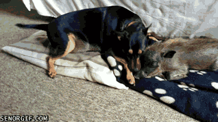 Sunglasses GIF Find on GIFER