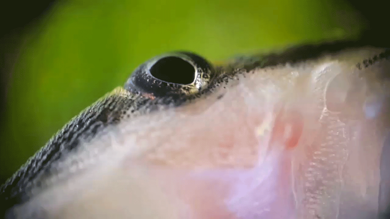 Крупным планом анимация. Рыба вау вау. Рыба вау вау фото. Глаз крокодила крупным планом. Fish closeup.