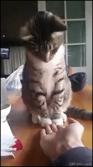 Коты гифки прикольные