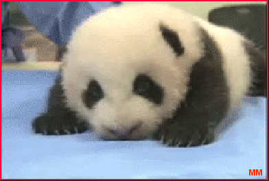 Gif Baby Panda Animated Gif On Gifer