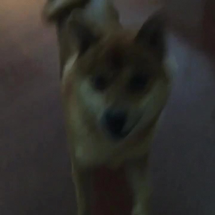 Танцующая собака гиф. Собака танцует гиф. Танцующая собака gif. Собака танцует Мем. Танцующий пес гиф