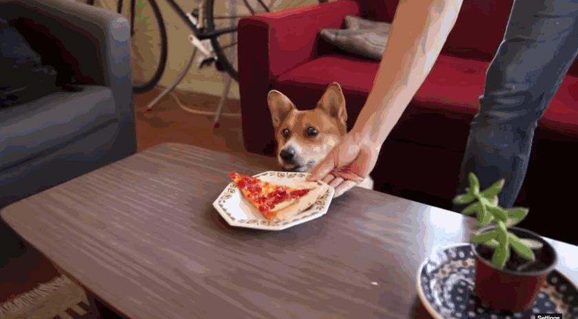 Смешные собаки гифки. Собака с куском пиццы. Собака ест пиццу. Корги и еда. Смешные гифки пицца.