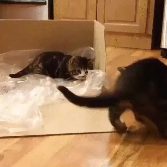 Нападение кошки. Котенок нападает. Кот нападает гиф. Коты атакуют.