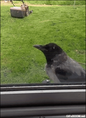 Eu6Y.gif