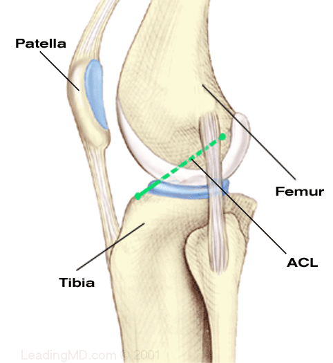 Ограничение движения в коленном суставе. Надколенник анатомия кости. Надколенник Patella. Коленный сустав движение в суставе.