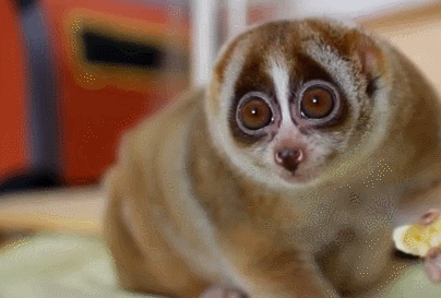 Loris Bebe Enfant Gif Find On Gifer