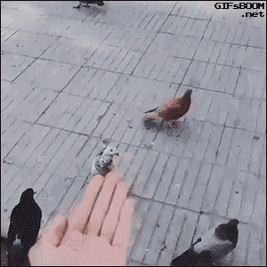 Pigeon GIF - Find on GIFER