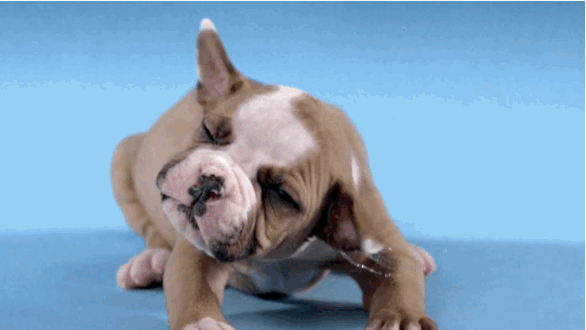 Dog shaking head.