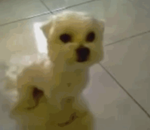GIF growling angry puppy - animated GIF on GIFER