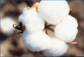 Cotton GIF - Find on GIFER