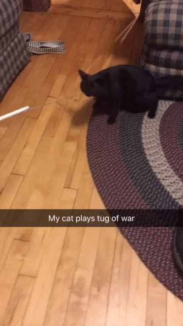Cat cats play GIF , Find on GIFER
