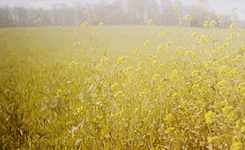Nature Flowers Field Gif Find On Gifer