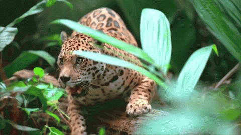Jaguar GIF - Find on GIFER