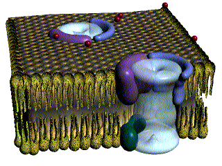 Resultado de imagen para canales de calcio gif