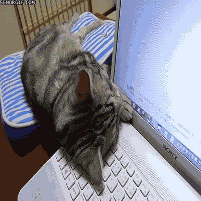Отлижешь и домой. Кот и компьютер. Кот gif. Кот с ноутбуком. Смешные гифки про компьютер.