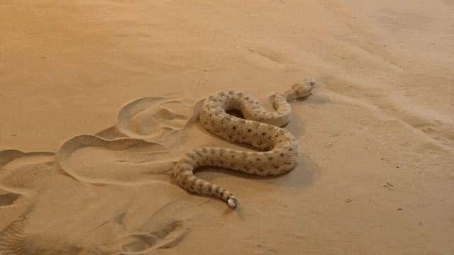 Sidewinder snakes GIFs - Get the best gif on GIFER