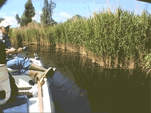 FhQ5.gif