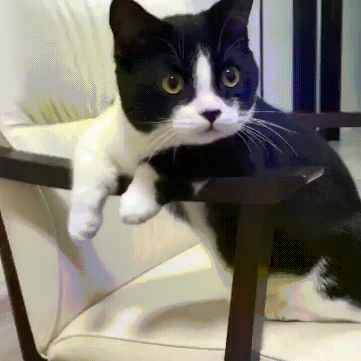 Гифка отдых кот котик гиф картинка, скачать анимированный gif на GIFER