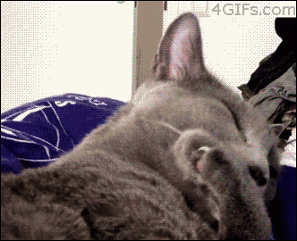 GIF chaton langue animaux - GIF animé sur GIFER