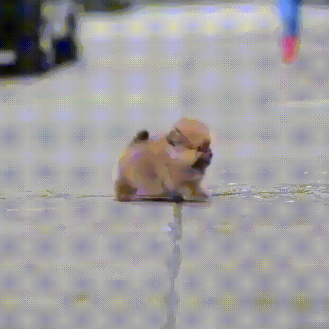 fluff balls dog