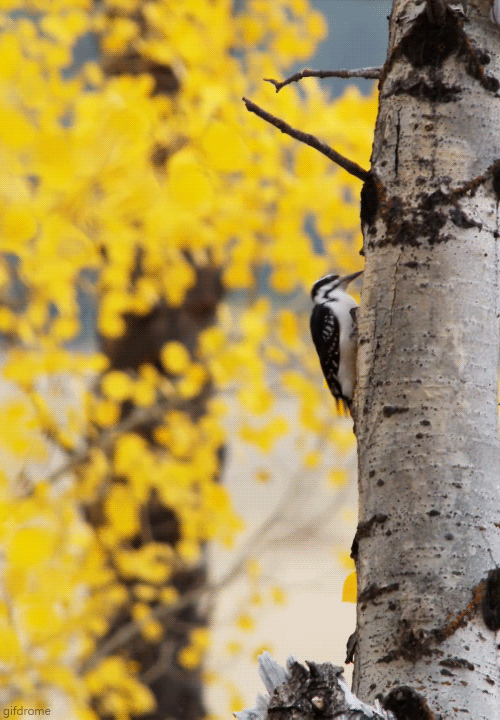 Woodpecker perfect loop GIF - Find on GIFER