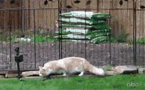 Fn9C.gif