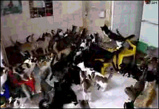 Cat GIF - Find on GIFER