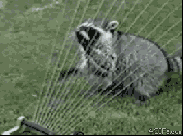 https://i.gifer.com/FtdX.gif
