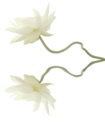 Lotus Gif Find On Gifer