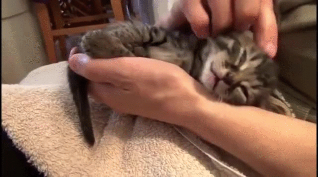 Fxbv.gif